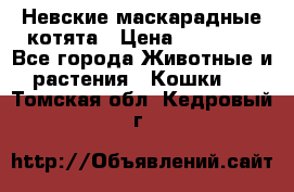 Невские маскарадные котята › Цена ­ 20 000 - Все города Животные и растения » Кошки   . Томская обл.,Кедровый г.